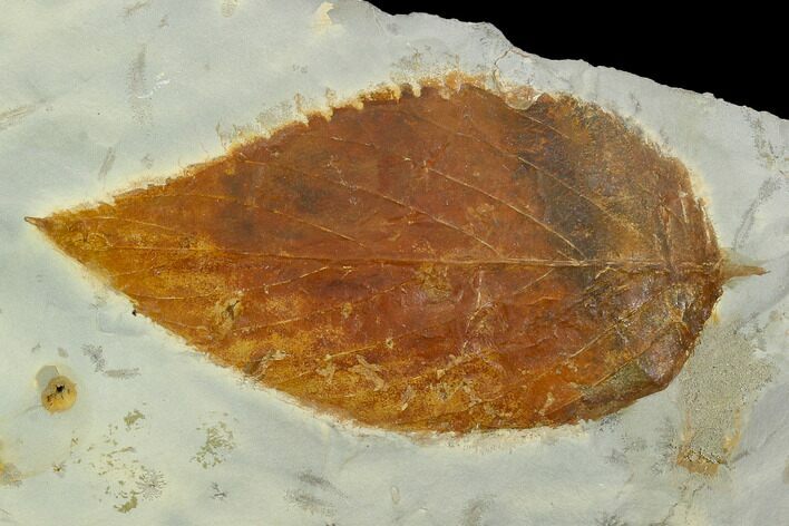 Fossil Hackberry (Celtis) Leaf - Montana #120848
